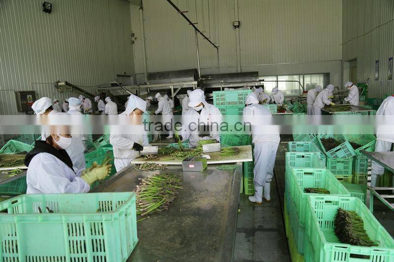 IQF Steamed Green Asparagus