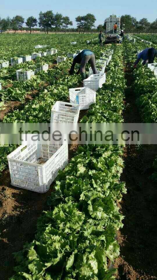 Fresh Chinese Cabbage