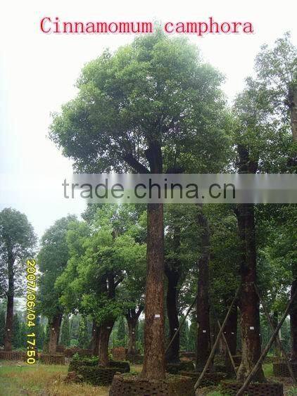 for outdoor landscaping ornamental bonsai plants