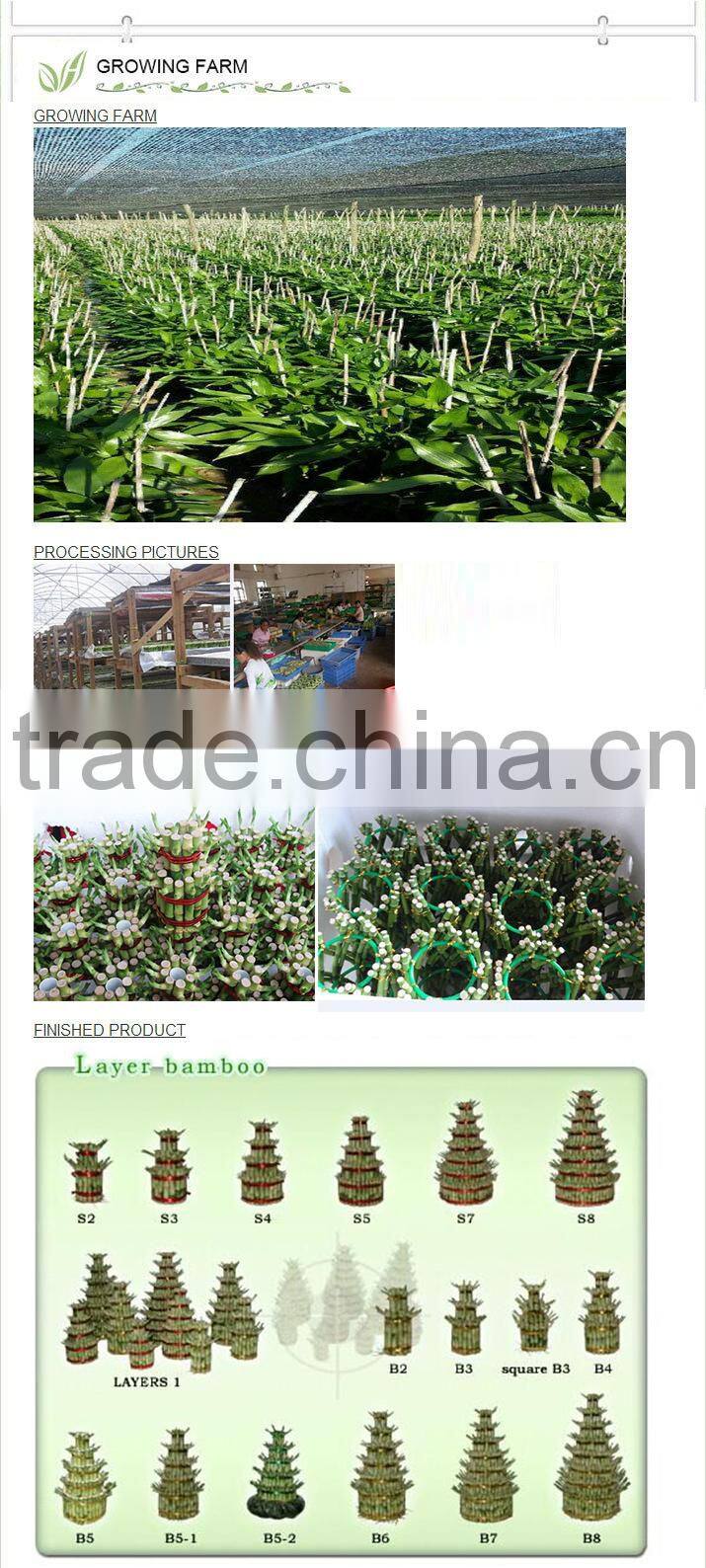 3 pieces lucky bamboo