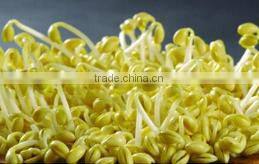 High efficiency bean sprout skin peeling machine