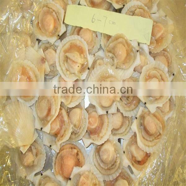 high quality frozen seafood half shell scallop price(7-8cm)