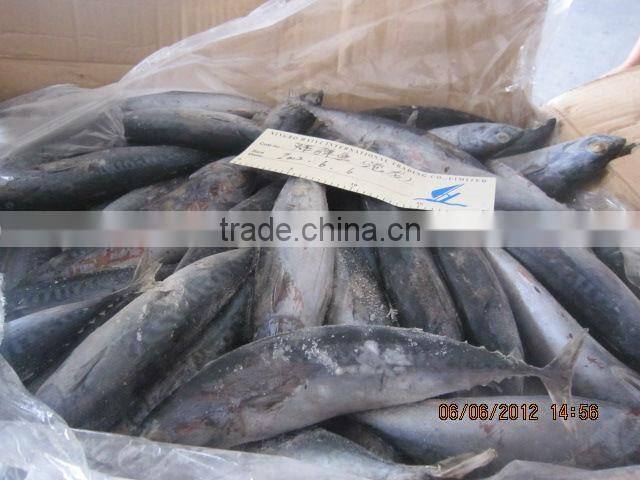 new frozen bonito tuna from china