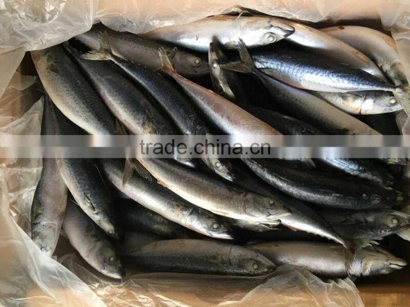 2016 landing sea frozen mackerel 200-250g