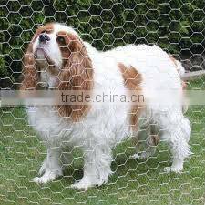 Galvanized Chicken wire mesh/Hexagonal wire netting( factory ISO9001 )