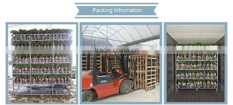 Natural Plants evergreen bonsai tree