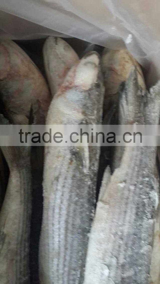 Wholesale New Arrival W/R Frozen Fish Grey Mullet