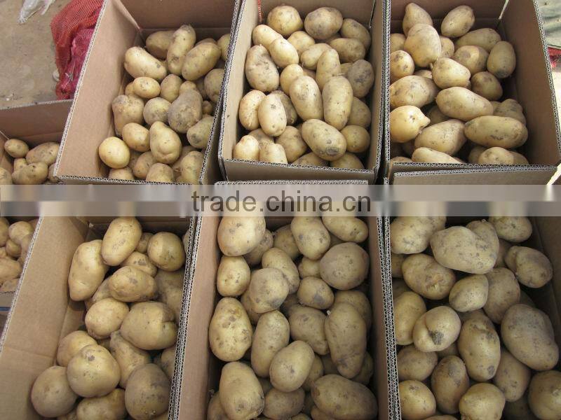Fresh Holland Potato Bulk on Hot Selling