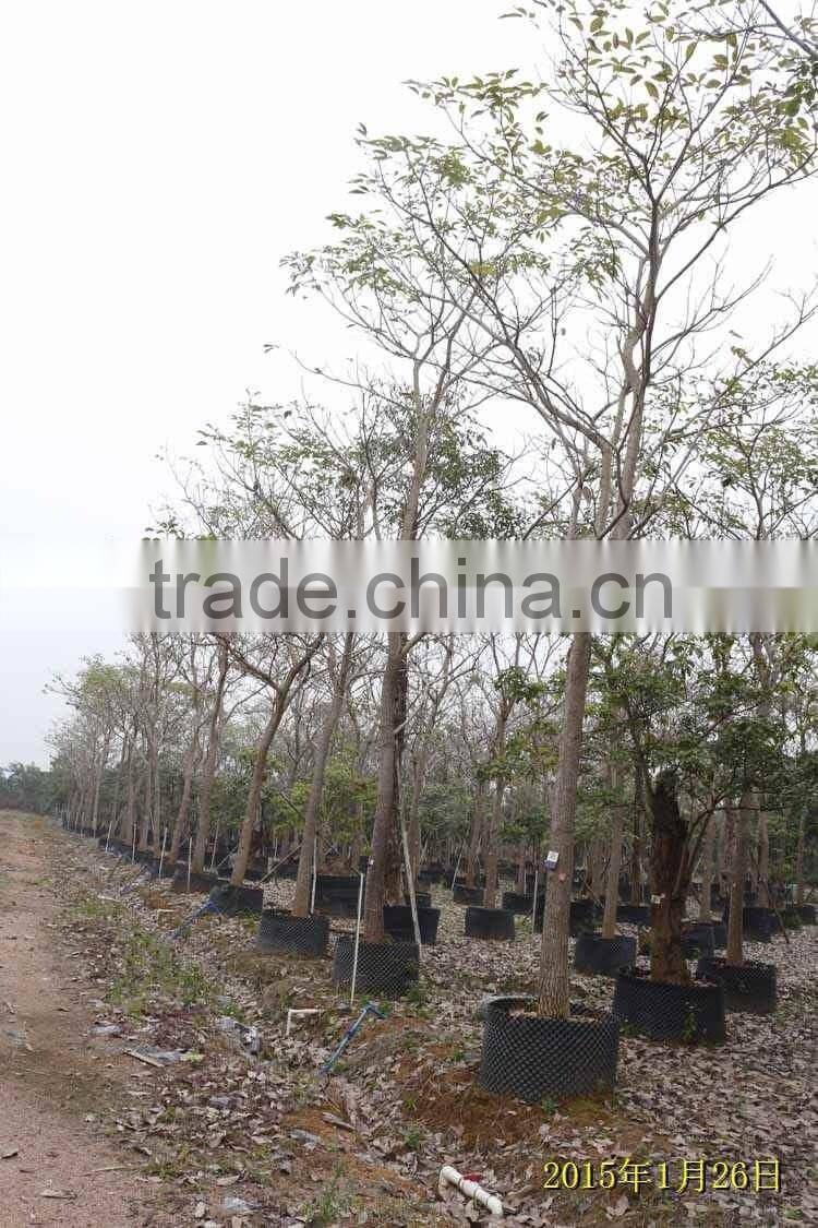 Tabebuia pentaphylla