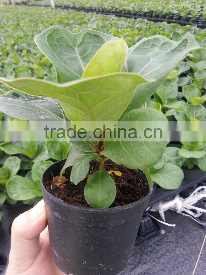 Ficus Lyrata
