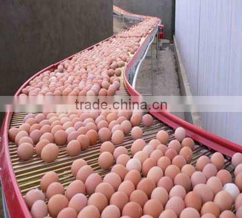 Automatic egg collect machine for layer chicken farm
