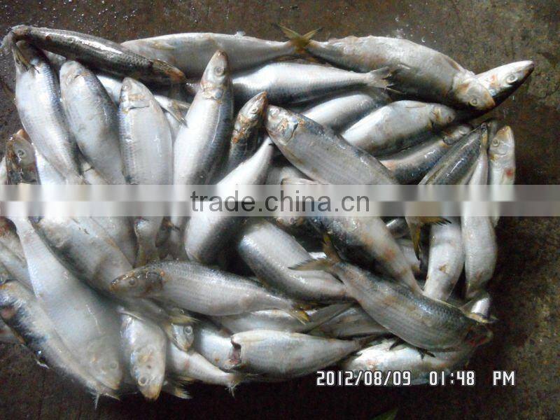 frozen sardine for tuna bait