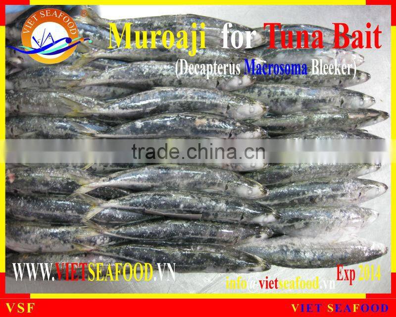 FROZEN MUROAJI FOR TUNA BAIT