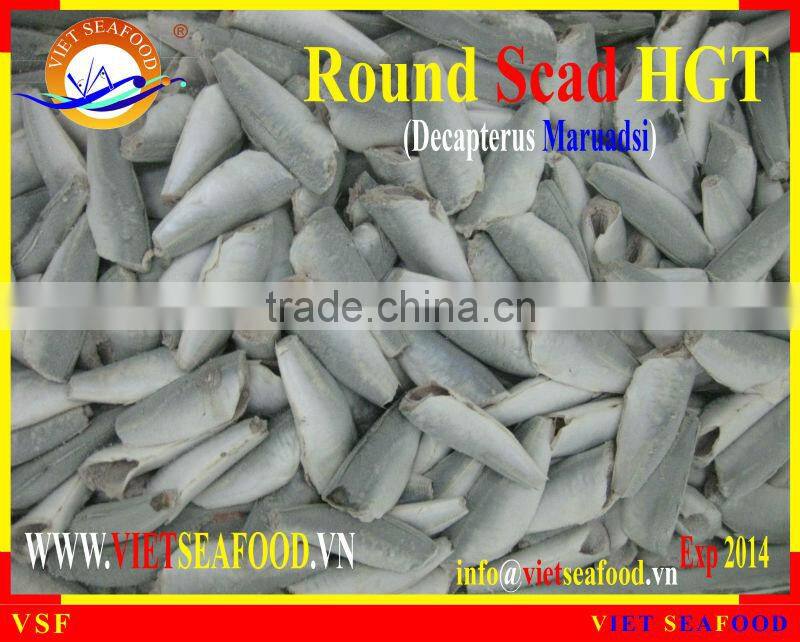 FROZEN HORSE MACKEREL HGT