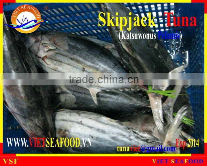 FROZEN SKIPJACK TUNA W/R