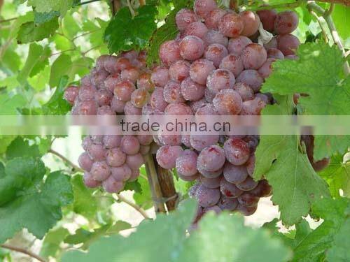 Fresh style and grapefruit type fresh fruit from China