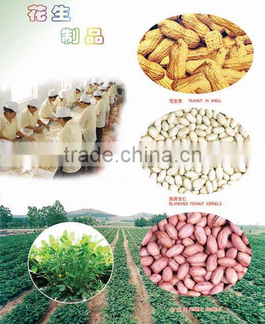 blanched peanut kernel