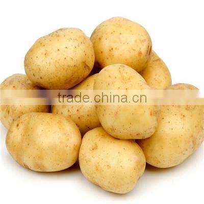 fresh Chinese red onion
