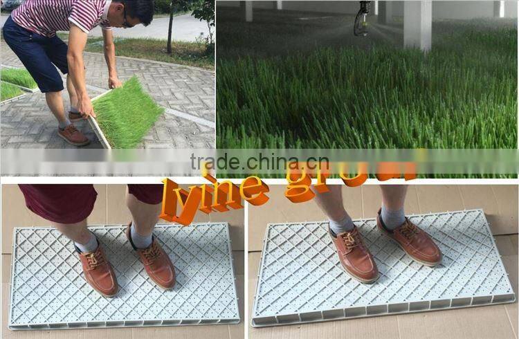 Wheatgrass Plastic Seed Starter Grow Trays For Seedling