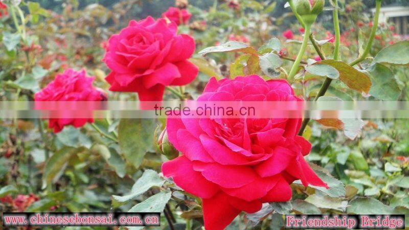 High Quality Hot Sale Natural Indian Rose Flower
