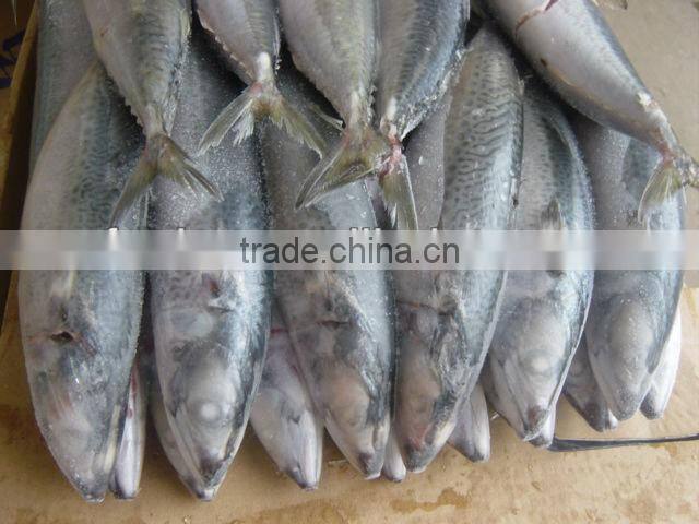high quality sea frozen mackerel