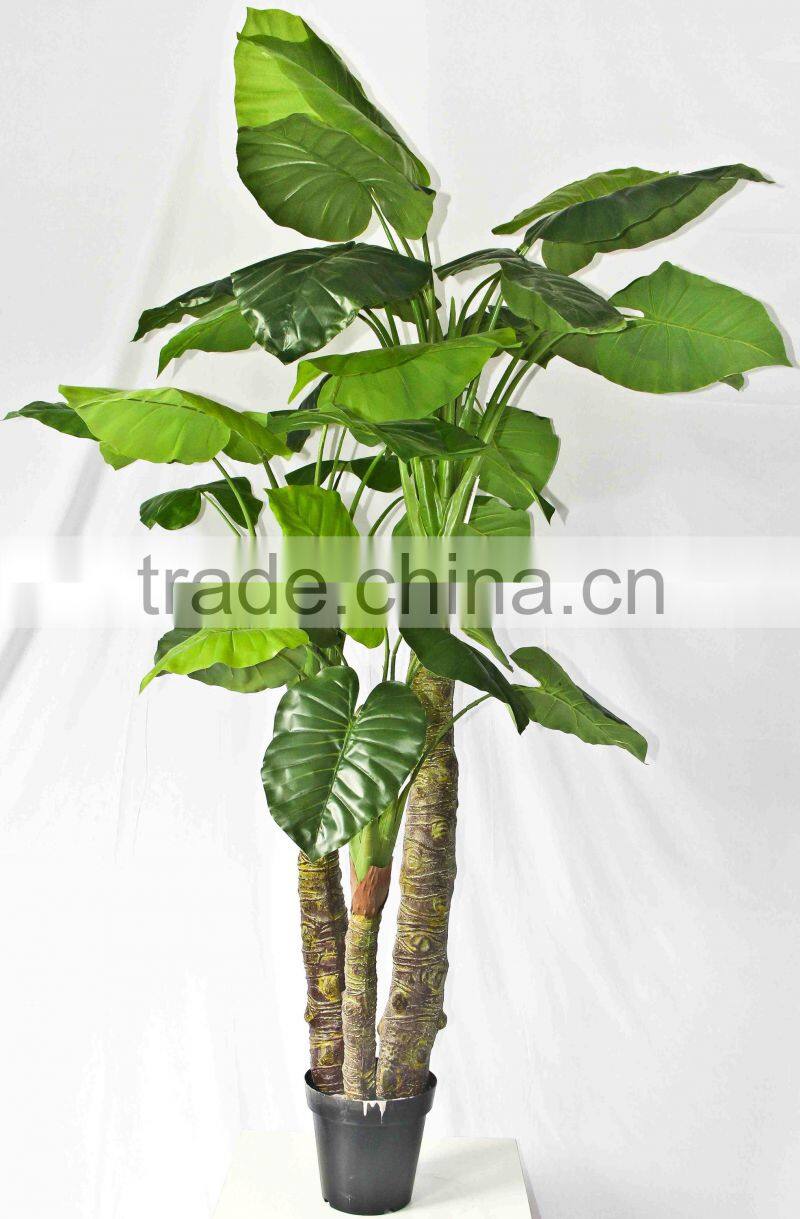 Factory supply evergreen plants