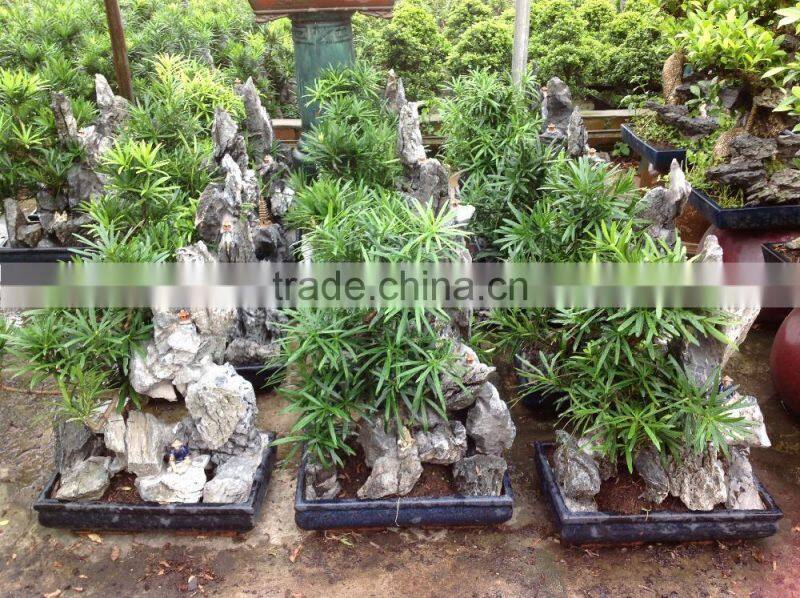 Stone Bonsai Podocarpus Macrophyllus for Decoration