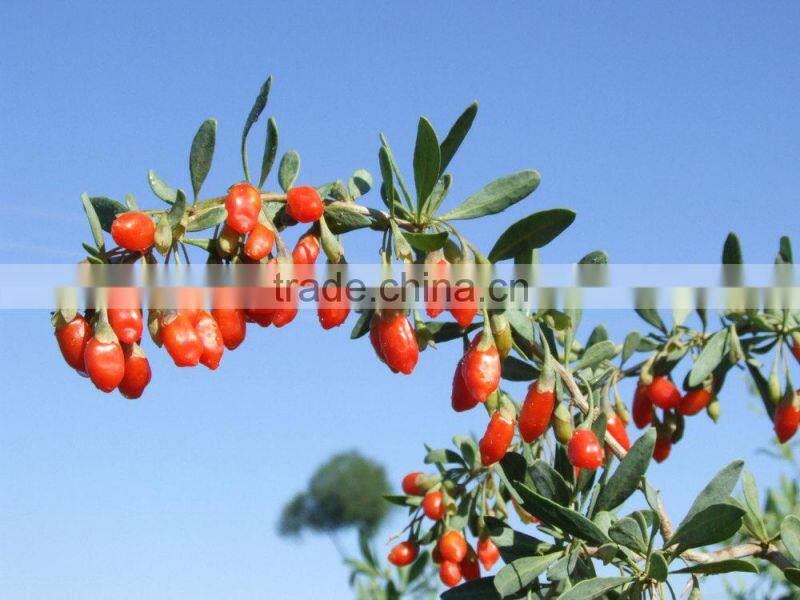 Dried Fruit/China special food Goqi berries /Zhongning Dried Goqi berries