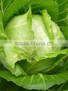 VIETNAM FRESH CABBAGE