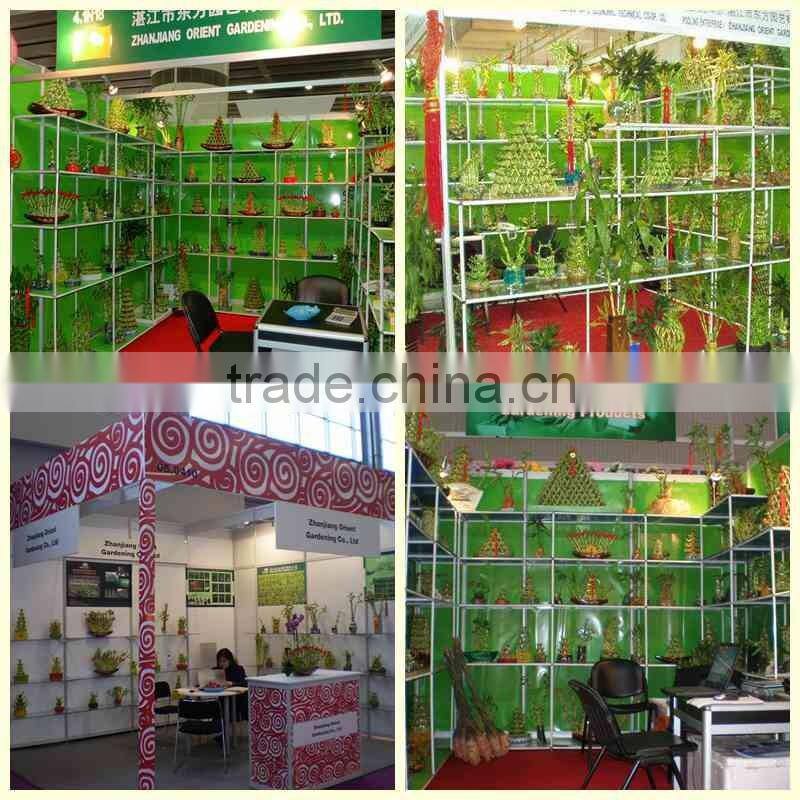 spiral lucky bamboo 25cm-100cm DRACAENA SANDERIANA air bonsai tree indoor aquatic feng shui plants nursery garden decoration