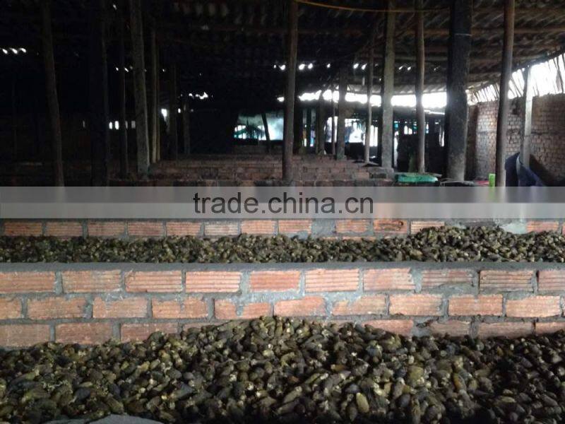 SMALL YOUNG BETEL NUT FOR PROCESSING IN CHINA (Skype: anda.ty, Email: katherine.vilaconic@)