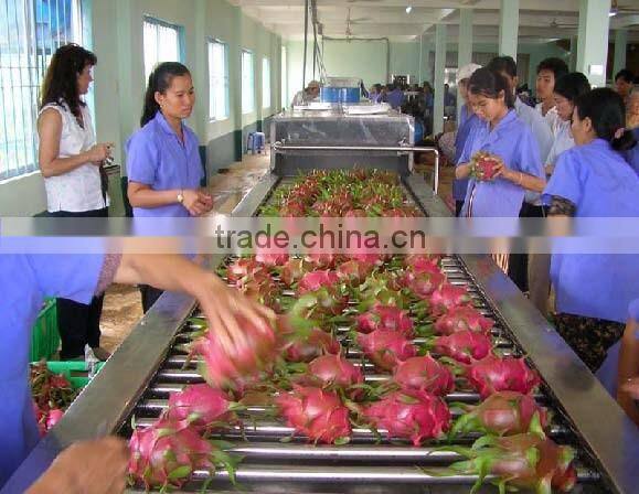HOANG KIM VIETNAM EXPORT DRAGON FRUIT
