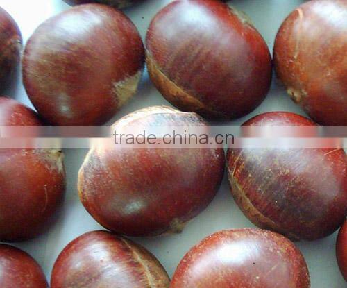 organic water chestnut