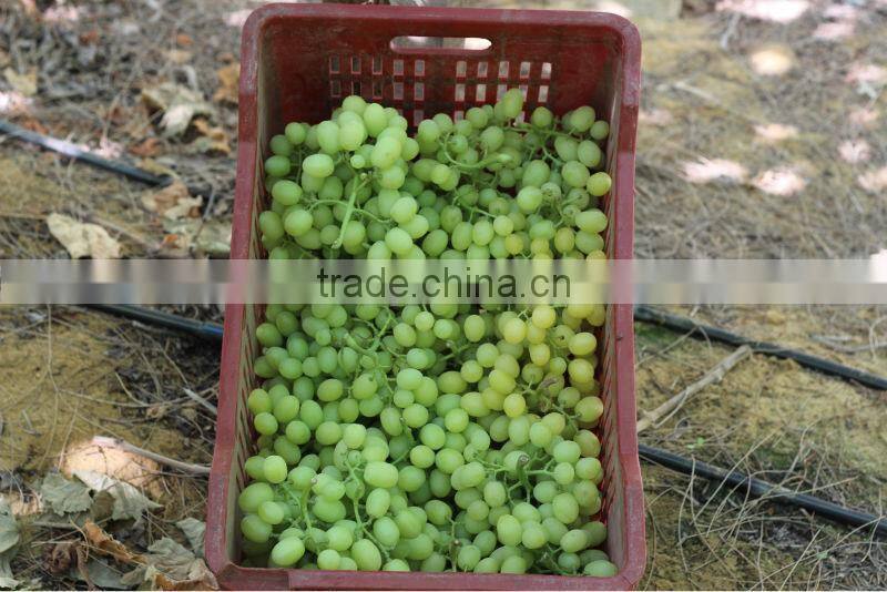 Seeded & seedless grapes