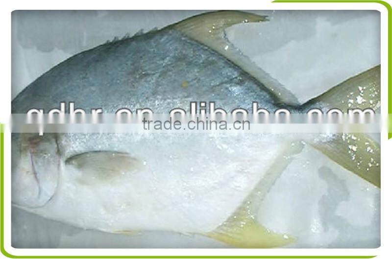 frozen golden pompano