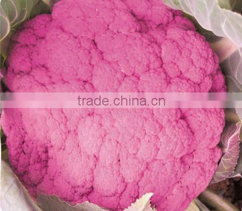 Hybrid cauliflower seeds for growing-Purple Crown No.2