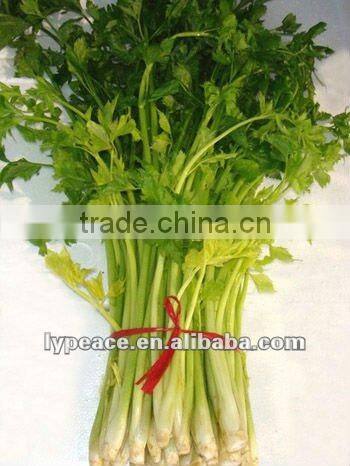 dehydrated celery flakes for spiced food