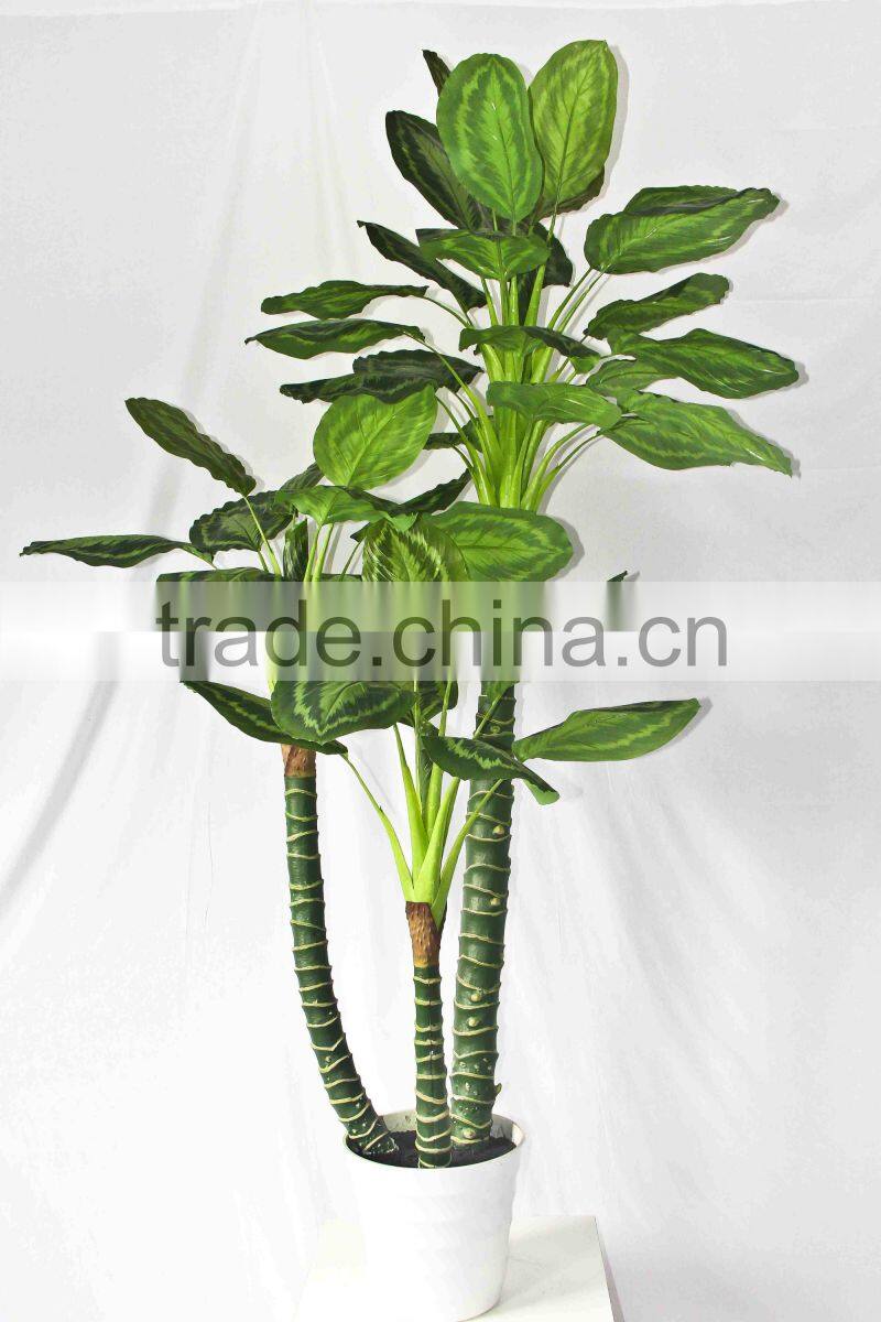 Factory supply evergreen plants
