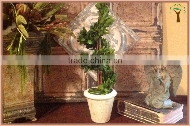 potted spiral preserved boxwood plant