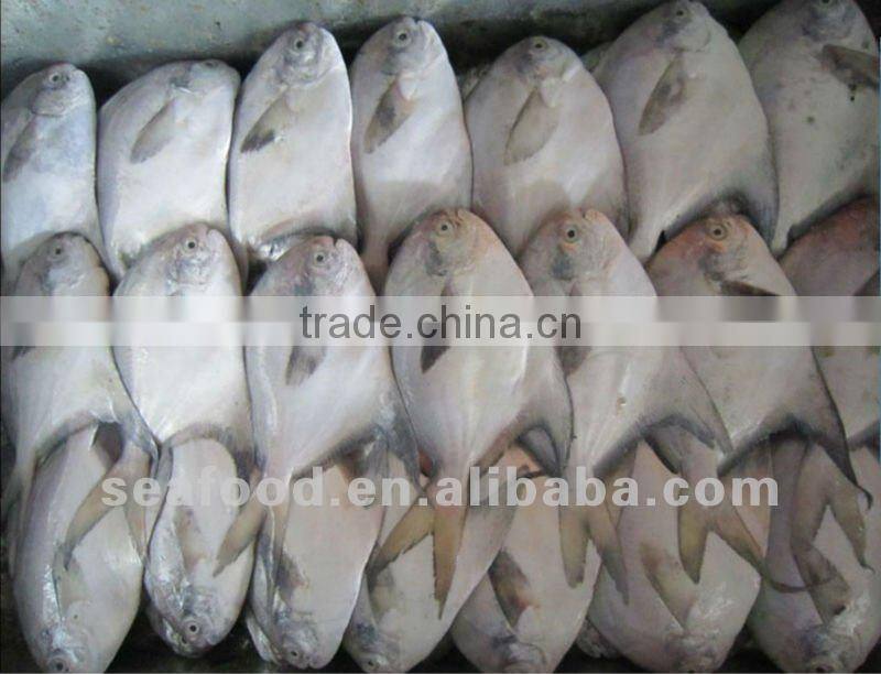 swallowtail butterfish grey pomfret pampus nozawae