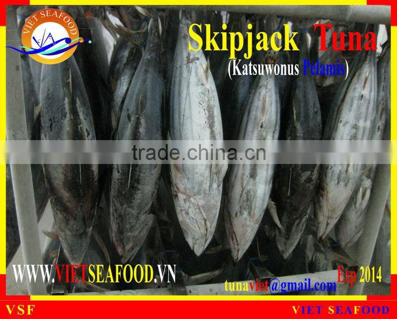 WHOLE ROUND FROZEN SKIPJACK TUNA