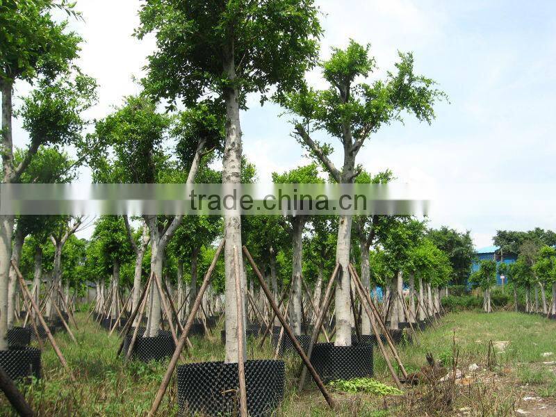 Ficus Nitida landscaping trees for outdoor