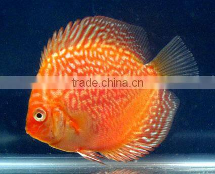 Discus Fish Breeder and exporter from Thailand