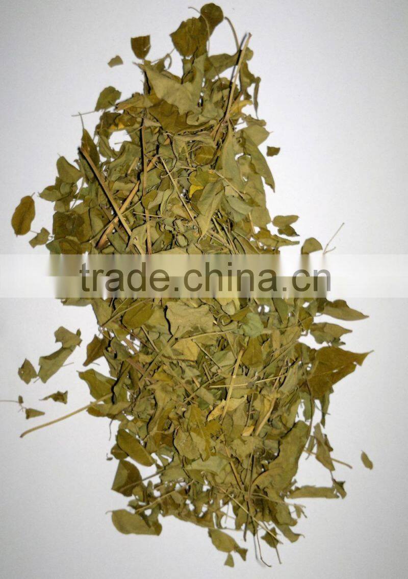 Organic Moringa oleifera