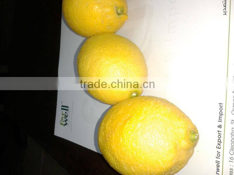 FRESH LEMON ( Adalia - Verna - Green lime )