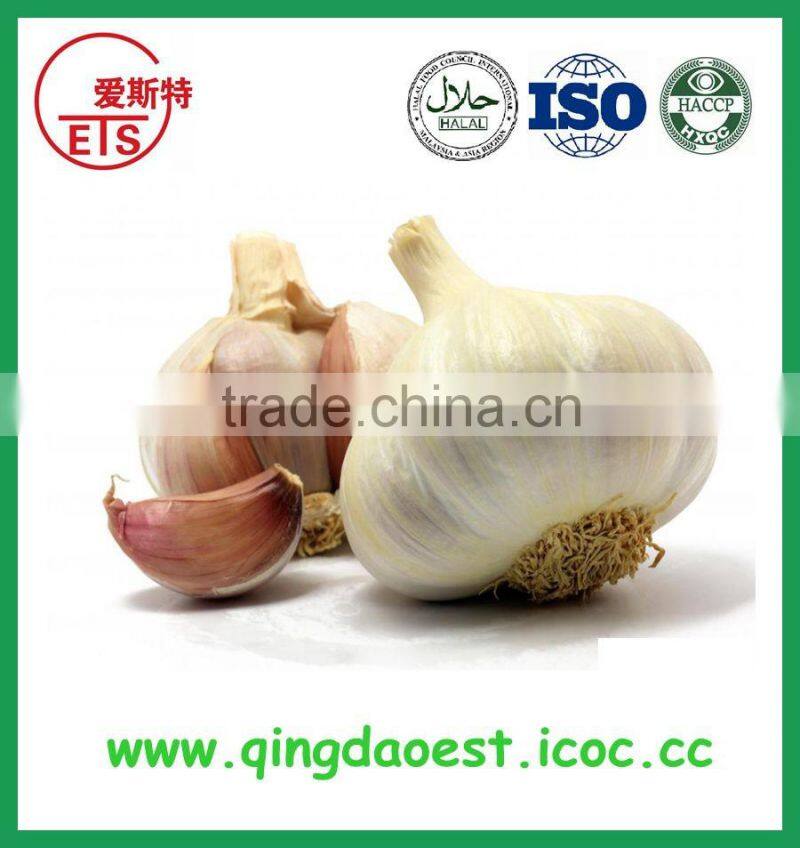 Chinese taste good fish food canned mackerel