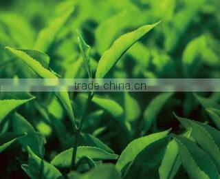 Delicious and Healthy organic matcha green tea powder at reasonable prices , small lot order available