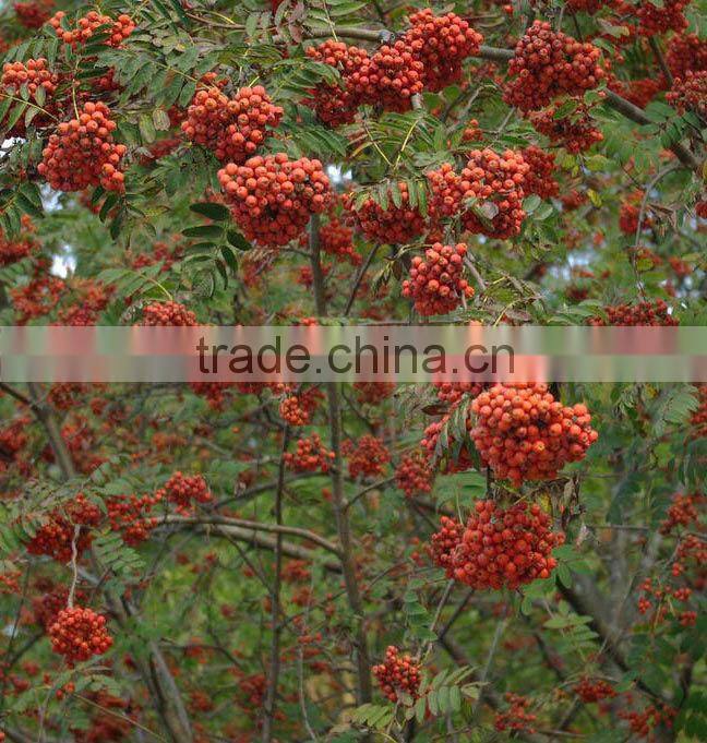 China wild dried mountain ash/rowan (Sorbus pohuashanensis)