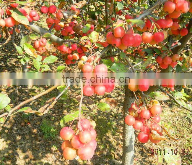 Humic Acid+amino acid organic fertilizer