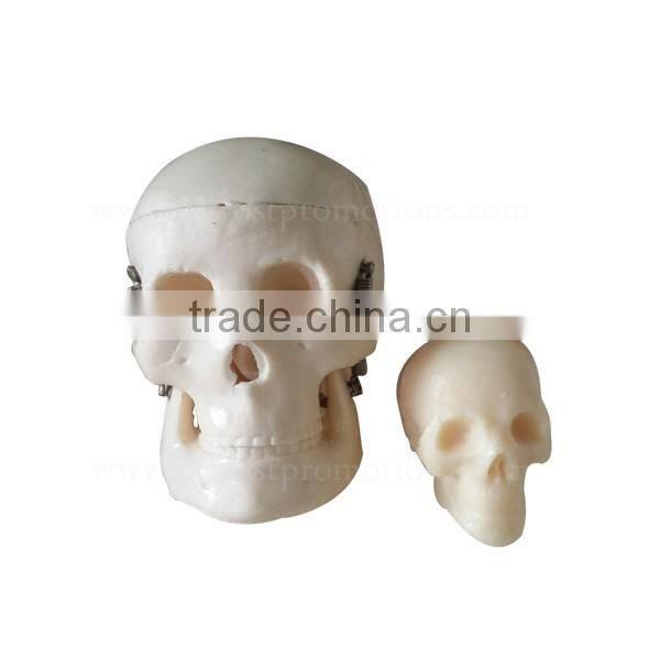 Little Size Plastic Human Body Anatomy Skeleton Model
